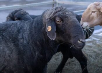 KazAgro/KazFarm-2022 көрмесінде өтетін лотореяда үш қошқар ұтысқа тігіледі