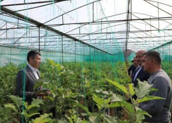 Сарыағаштық шаруалар жылына екі рет өнім алады